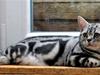 British Shorthair VoPs Limited Edition