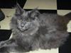 Maine Coon Shirley