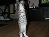 Blanding af racer Leo(pard) *solgt*