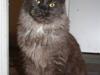 Maine Coon Gibson