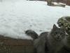 Maine Coon Lauretta Para Mi