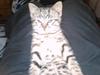 Huskat Trille