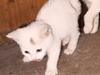 Huskat lucky