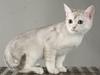 Burmilla Sookie