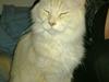 Maine Coon Tjalfe