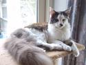 Maine Coon Emily *solgt*