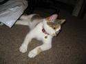 Huskat SaraPhina