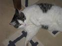 Huskat » Nina †6/05.08† <3