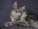 Maine Coon Sally