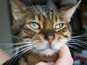 Bengal Simba R.I.P.