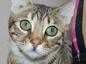 Bengal hayley