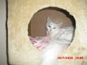 Maine Coon Pylle