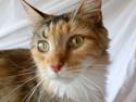 Maine Coon Elin Dixie