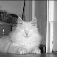 Norsk Skovkat Buum-Cats Gucci