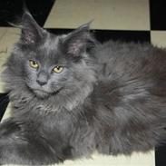 Maine Coon Shirley