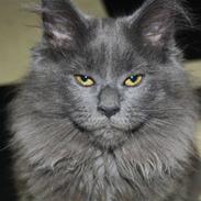 Maine Coon Shirley