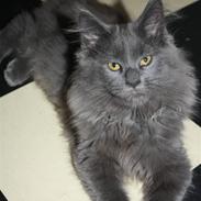 Maine Coon Shirley