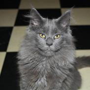 Maine Coon Shirley