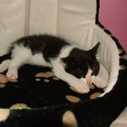 Huskat Nickia Mit et&alt