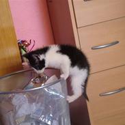 Huskat Nickia Mit et&alt