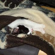 Huskat Nickia Mit et&alt