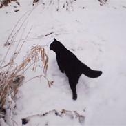 Huskat Mulle