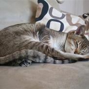 Orientaler Missemor R.I.P <3