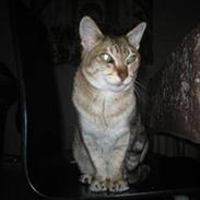 Orientaler Missemor R.I.P <3