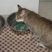 Orientaler Missemor R.I.P <3