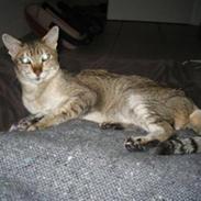 Orientaler Missemor R.I.P <3