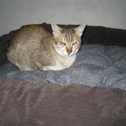 Orientaler Missemor R.I.P <3