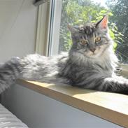 Maine Coon Fenrix