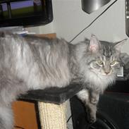 Maine Coon Fenrix