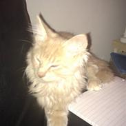 Maine Coon Leo