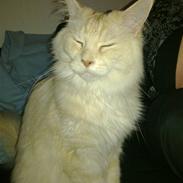 Maine Coon Tjalfe