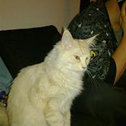 Maine Coon Tjalfe