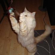 Maine Coon Tjalfe