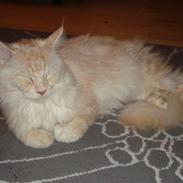 Maine Coon Tjalfe