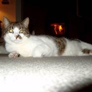 Blanding af racer Mister - Solgt :'(