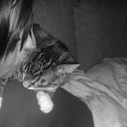 Huskat mis'mis, misse, missen