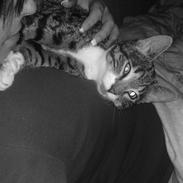 Huskat mis'mis, misse, missen