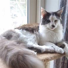 Maine Coon Emily *solgt*