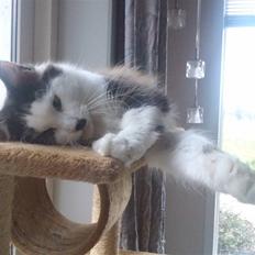 Maine Coon Emily *solgt*