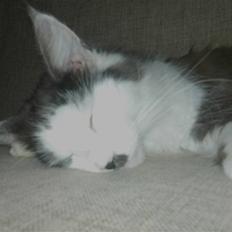 Maine Coon Emily *solgt*