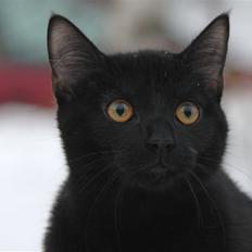 Europé FIN* Belagian Vihtori 