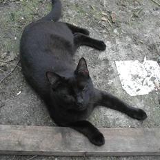 Europé FIN* Belagian Vihtori 