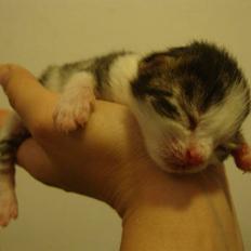 Blanding af racer Felex