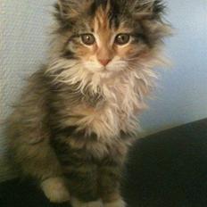 Maine Coon Sakagewea