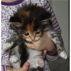 Maine Coon Sakagewea