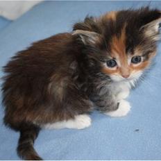 Maine Coon Sakagewea